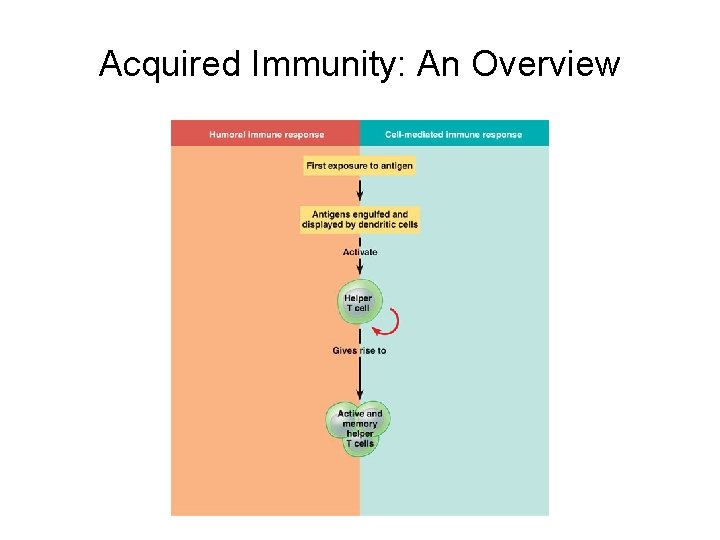 Acquired Immunity: An Overview 