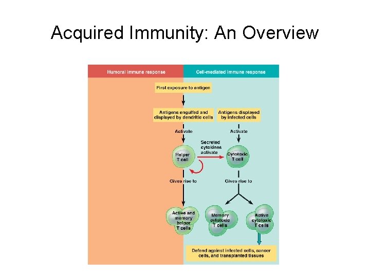 Acquired Immunity: An Overview 