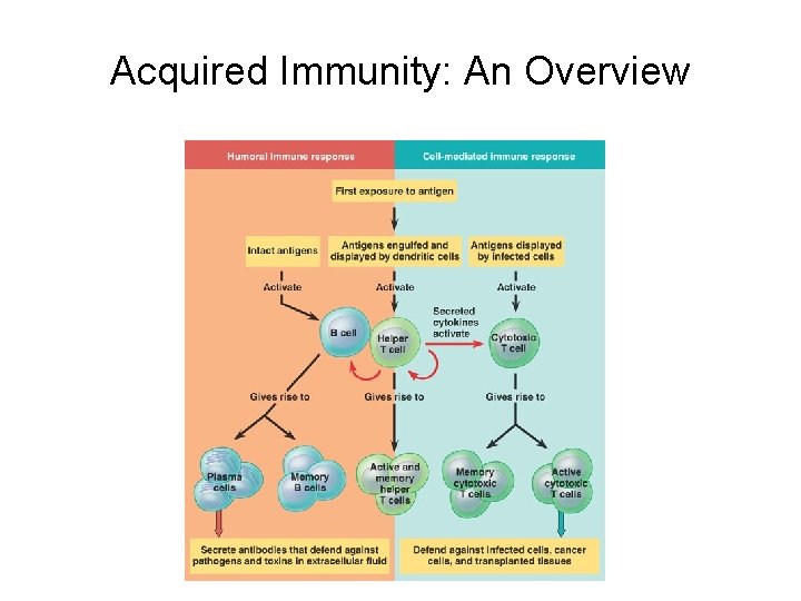 Acquired Immunity: An Overview 
