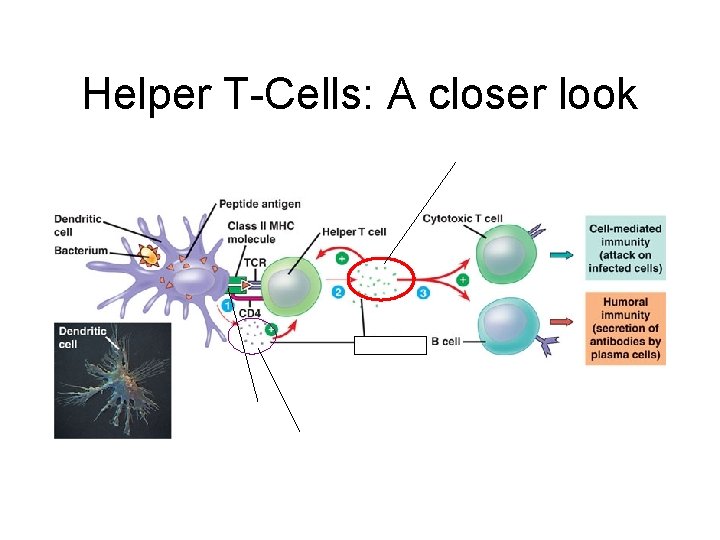 Helper T-Cells: A closer look 