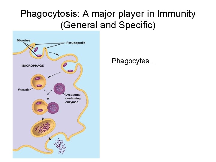 Phagocytosis: A major player in Immunity (General and Specific) Phagocytes… 