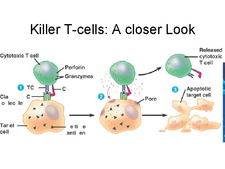 Killer T-cells: A closer Look 