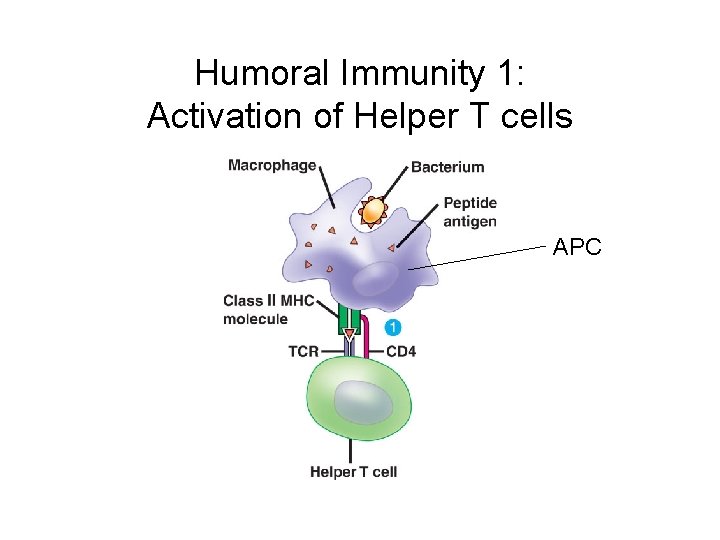 Humoral Immunity 1: Activation of Helper T cells APC 