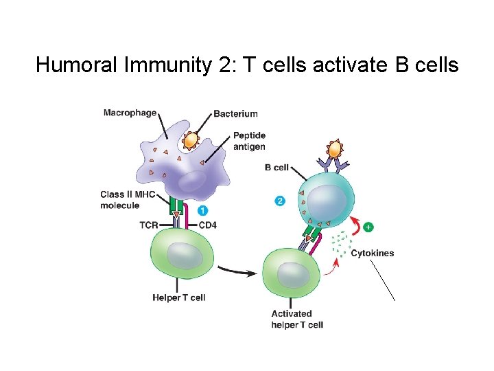 Humoral Immunity 2: T cells activate B cells 