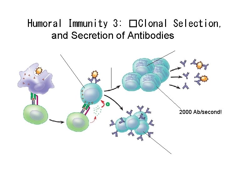Humoral Immunity 3: �Clonal Selection, and Secretion of Antibodies 2000 Ab/second! 