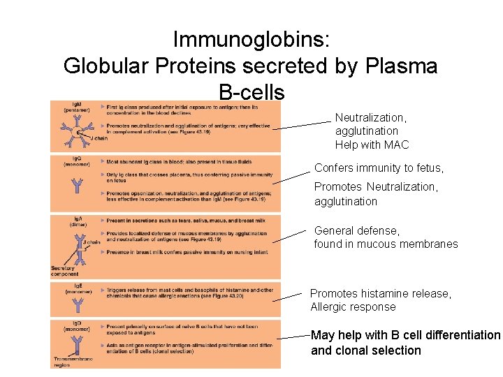 Immunoglobins: Globular Proteins secreted by Plasma B-cells Neutralization, agglutination Help with MAC Confers immunity