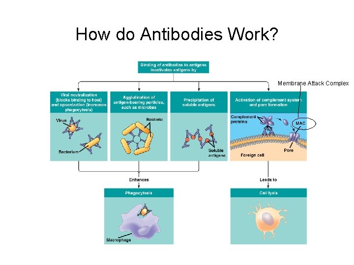 How do Antibodies Work? Membrane Attack Complex 