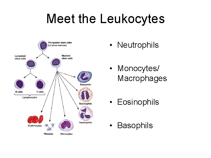 Meet the Leukocytes • Neutrophils • Monocytes/ Macrophages • Eosinophils • Basophils 