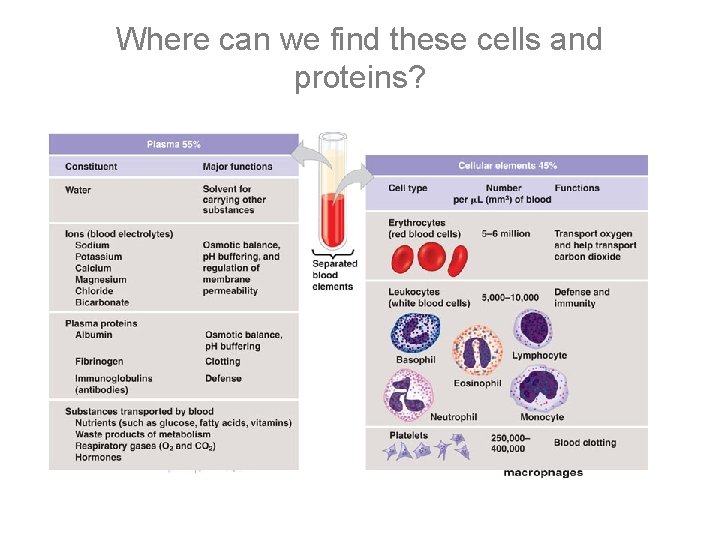 Where can we find these cells and proteins? 