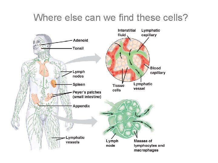 Where else can we find these cells? 