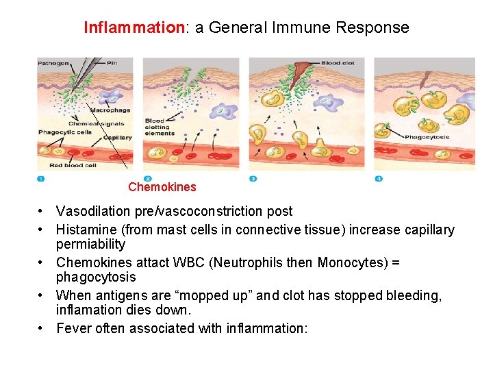 Inflammation: a General Immune Response Chemokines • Vasodilation pre/vascoconstriction post • Histamine (from mast