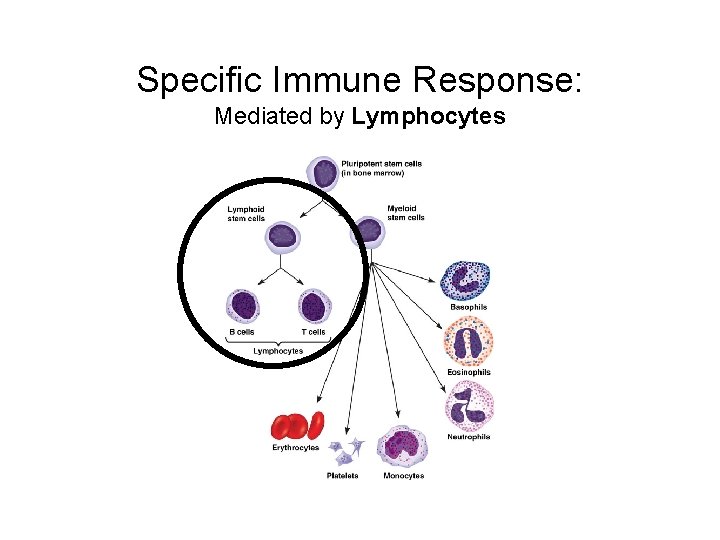Specific Immune Response: Mediated by Lymphocytes 