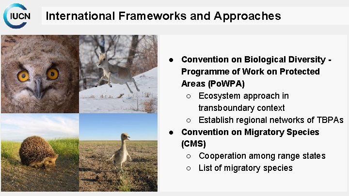 International Frameworks and Approaches ● Convention on Biological Diversity Programme of Work on Protected