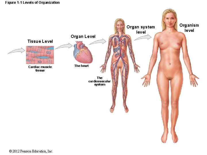 Figure 1 -1 Levels of Organization Organ Level Tissue Level Cardiac muscle tissue The