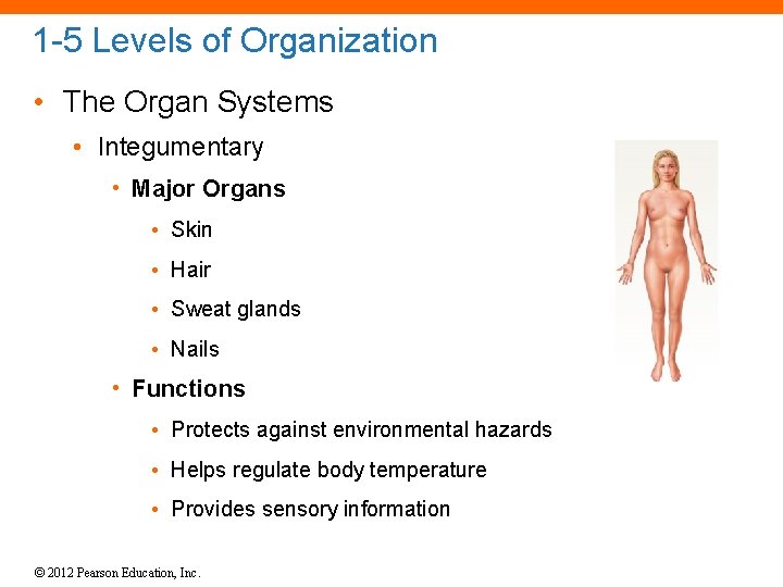 1 -5 Levels of Organization • The Organ Systems • Integumentary • Major Organs