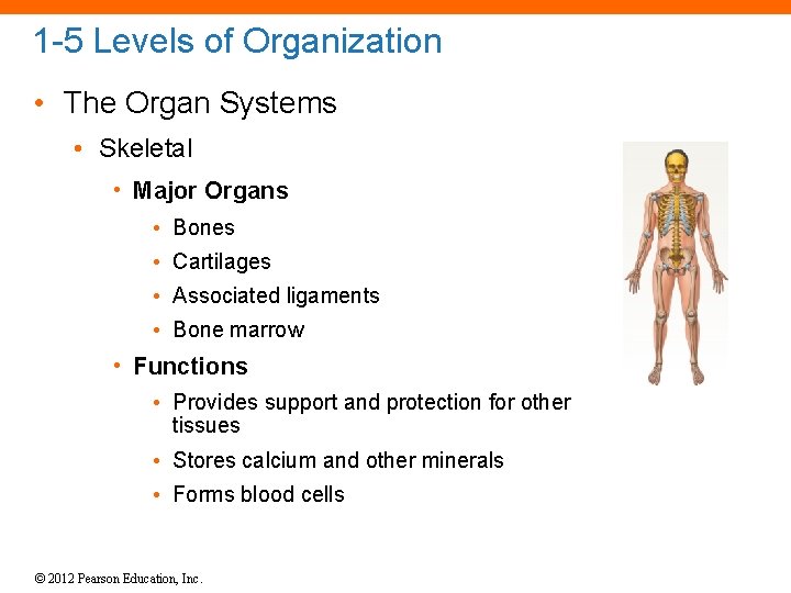 1 -5 Levels of Organization • The Organ Systems • Skeletal • Major Organs