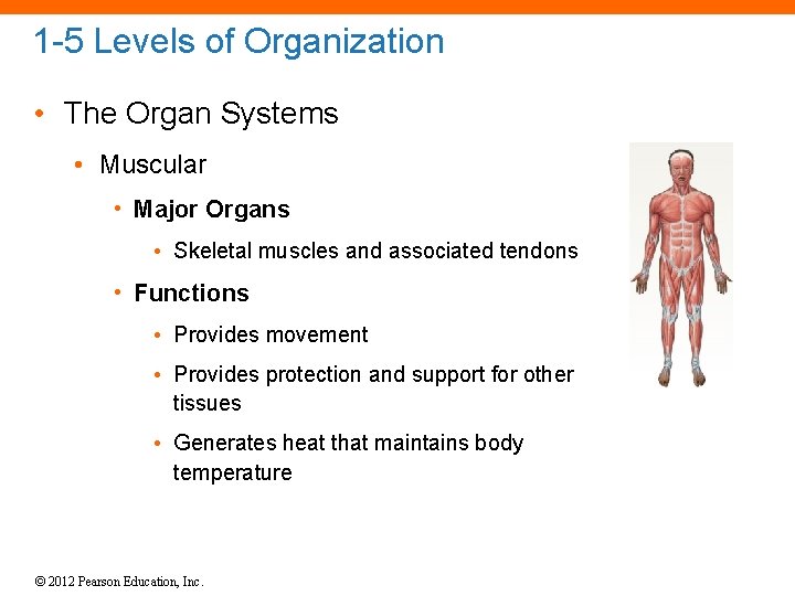 1 -5 Levels of Organization • The Organ Systems • Muscular • Major Organs