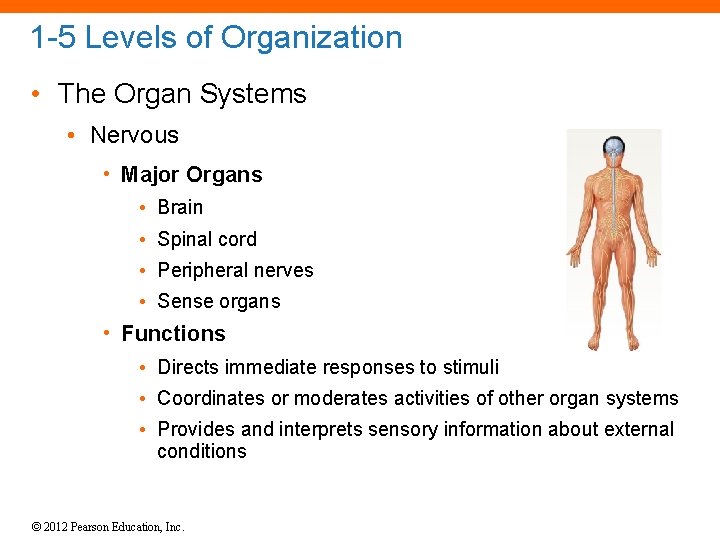 1 -5 Levels of Organization • The Organ Systems • Nervous • Major Organs