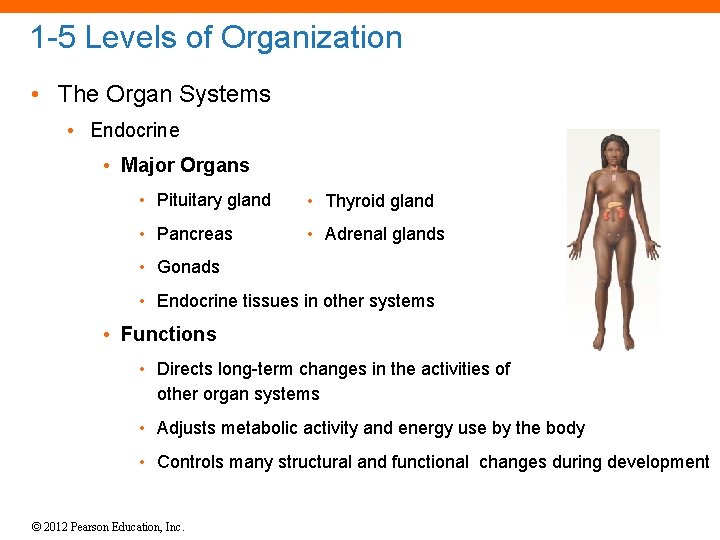 1 -5 Levels of Organization • The Organ Systems • Endocrine • Major Organs