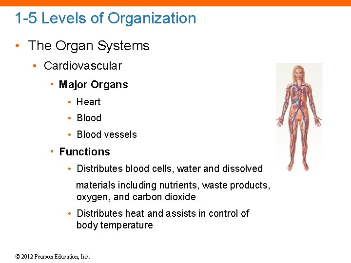 1 -5 Levels of Organization • The Organ Systems • Cardiovascular • Major Organs
