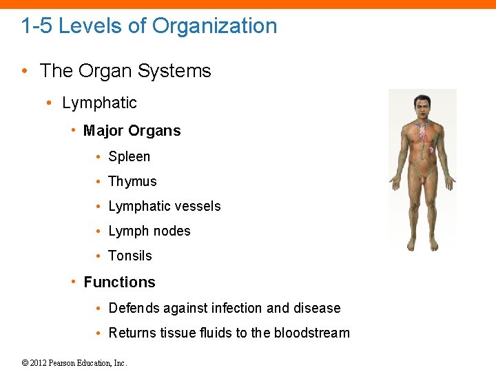 1 -5 Levels of Organization • The Organ Systems • Lymphatic • Major Organs