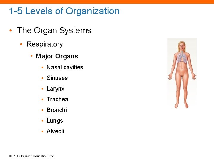 1 -5 Levels of Organization • The Organ Systems • Respiratory • Major Organs