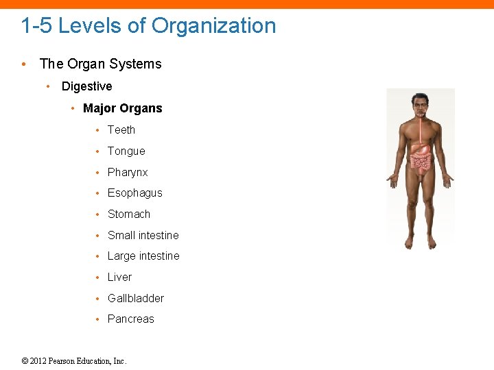 1 -5 Levels of Organization • The Organ Systems • Digestive • Major Organs