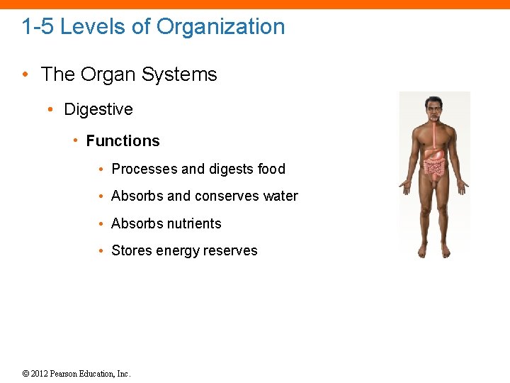 1 -5 Levels of Organization • The Organ Systems • Digestive • Functions •