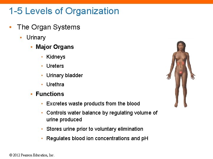 1 -5 Levels of Organization • The Organ Systems • Urinary • Major Organs