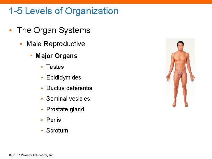 1 -5 Levels of Organization • The Organ Systems • Male Reproductive • Major