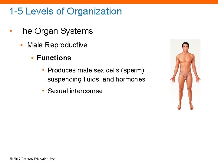 1 -5 Levels of Organization • The Organ Systems • Male Reproductive • Functions