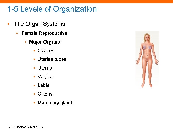 1 -5 Levels of Organization • The Organ Systems • Female Reproductive • Major