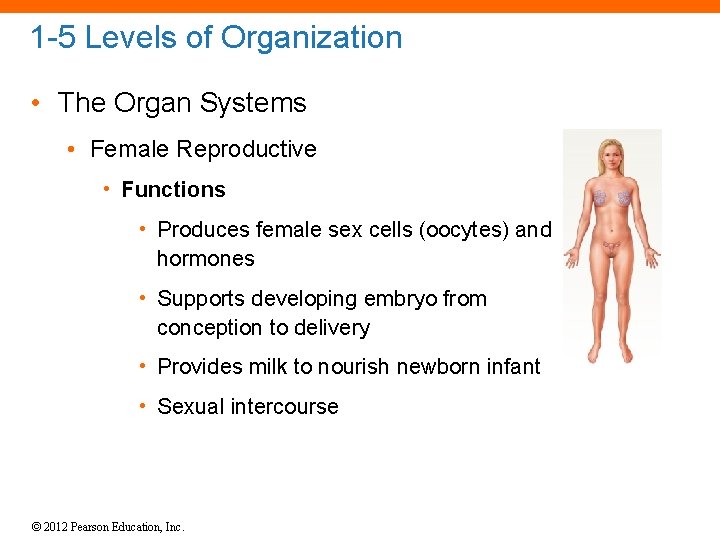 1 -5 Levels of Organization • The Organ Systems • Female Reproductive • Functions
