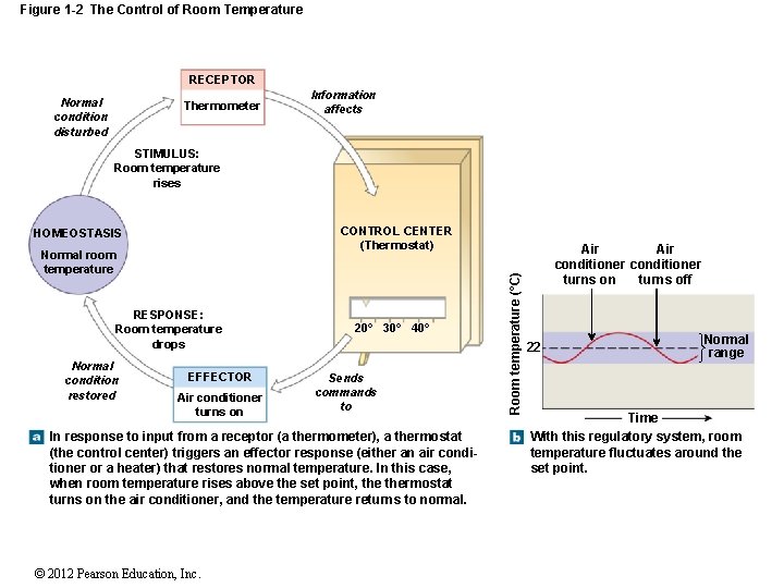 Figure 1 -2 The Control of Room Temperature RECEPTOR Normal condition disturbed Thermometer Information