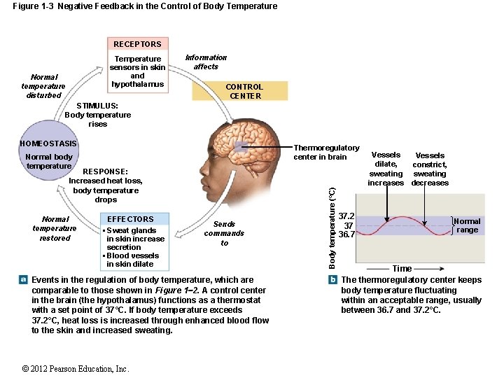 Figure 1 -3 Negative Feedback in the Control of Body Temperature RECEPTORS Temperature sensors
