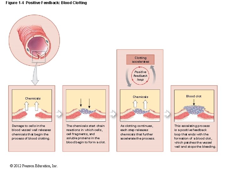 Figure 1 -4 Positive Feedback: Blood Clotting accelerates Positive feedback loop Chemicals Damage to