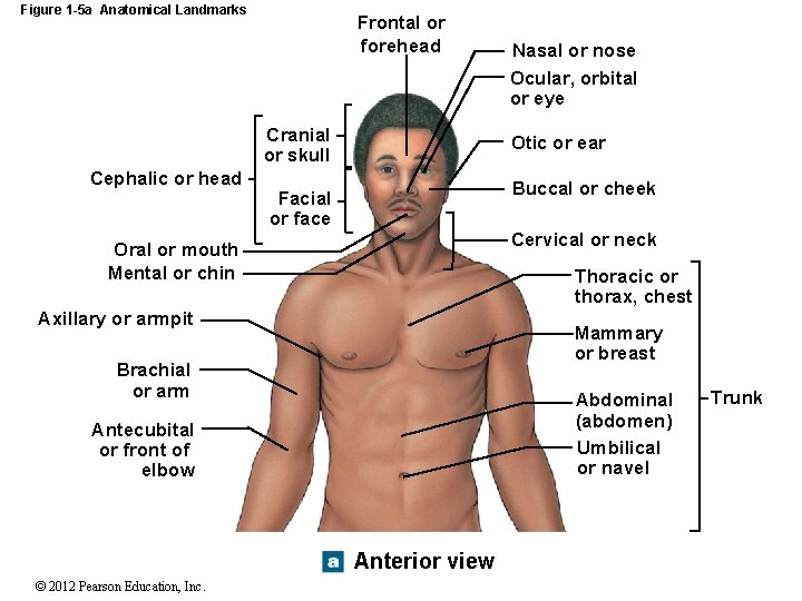 Figure 1 -5 a Anatomical Landmarks Frontal or forehead Cranial or skull Cephalic or