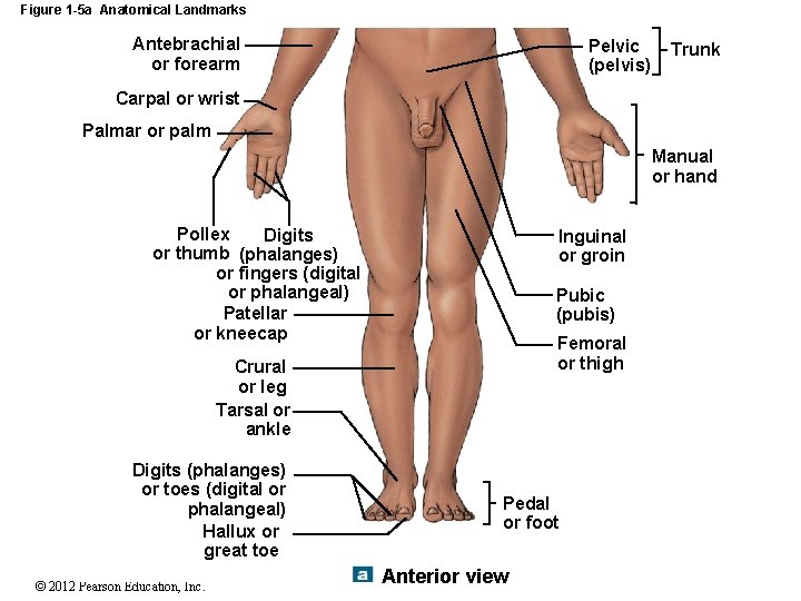 Figure 1 -5 a Anatomical Landmarks Antebrachial or forearm Pelvic (pelvis) Trunk Carpal or