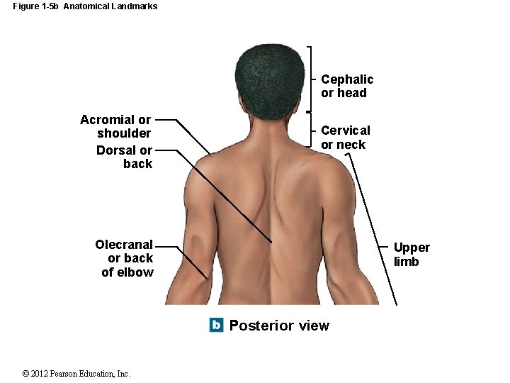 Figure 1 -5 b Anatomical Landmarks Cephalic or head Acromial or shoulder Dorsal or