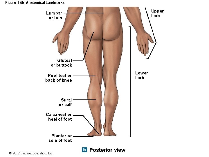 Figure 1 -5 b Anatomical Landmarks Upper limb Lumbar or loin Gluteal or buttock