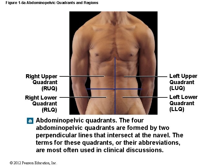 Figure 1 -6 a Abdominopelvic Quadrants and Regions Right Upper Quadrant (RUQ) Left Upper