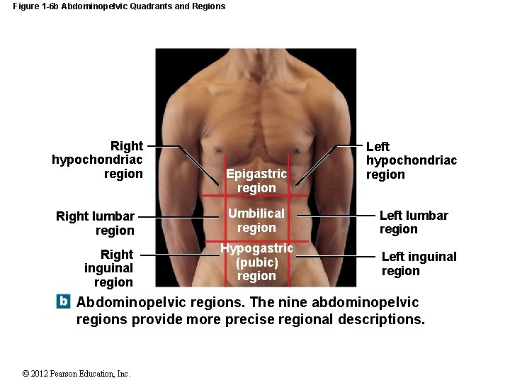 Figure 1 -6 b Abdominopelvic Quadrants and Regions Right hypochondriac region Right lumbar region