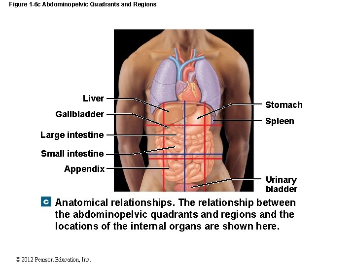 Figure 1 -6 c Abdominopelvic Quadrants and Regions Liver Gallbladder Stomach Spleen Large intestine