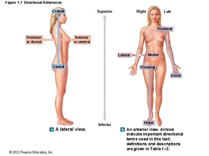 Figure 1 -7 Directional References Superior Cranial Right Left Proximal Anterior or ventral Posterior