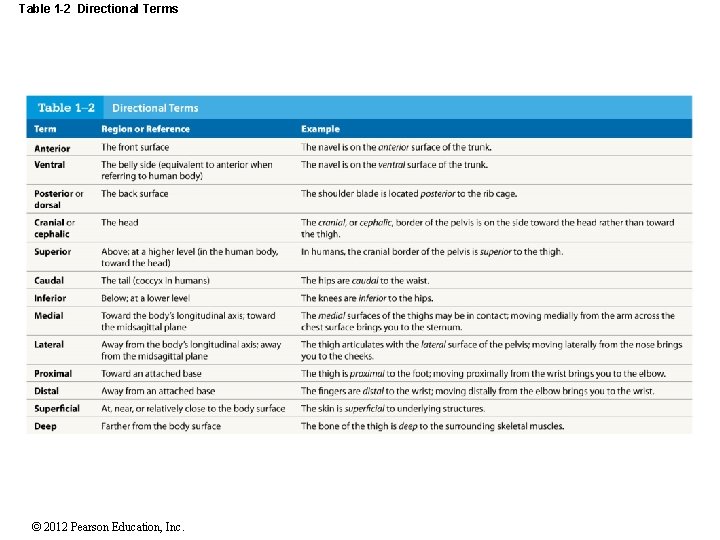 Table 1 -2 Directional Terms © 2012 Pearson Education, Inc. 