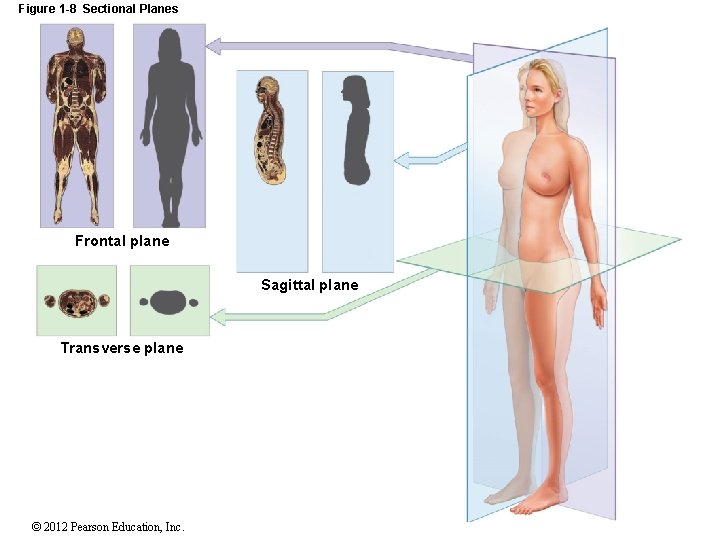 Figure 1 -8 Sectional Planes Frontal plane Sagittal plane Transverse plane © 2012 Pearson