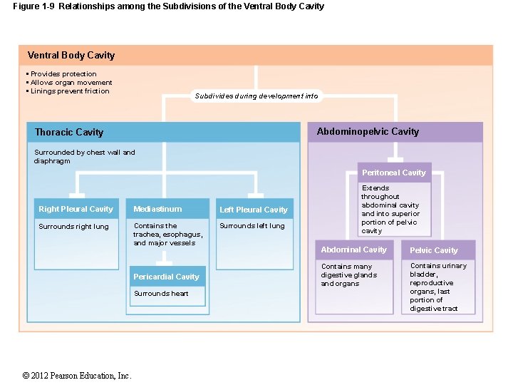 Figure 1 -9 Relationships among the Subdivisions of the Ventral Body Cavity • Provides