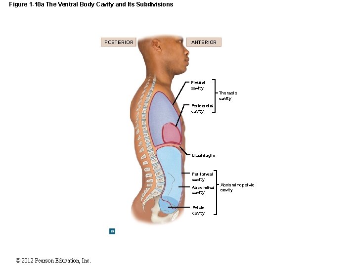 Figure 1 -10 a The Ventral Body Cavity and Its Subdivisions POSTERIOR ANTERIOR Pleural