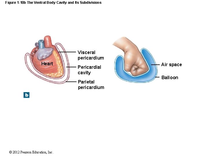 Figure 1 -10 b The Ventral Body Cavity and Its Subdivisions Visceral pericardium Heart
