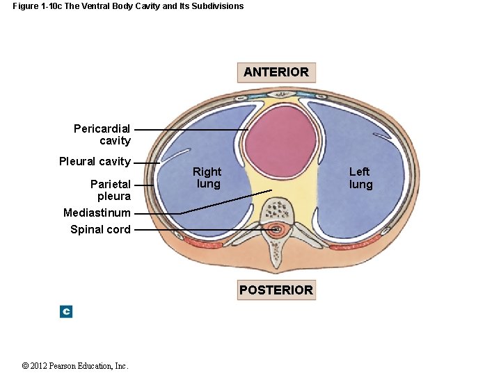 Figure 1 -10 c The Ventral Body Cavity and Its Subdivisions ANTERIOR Pericardial cavity
